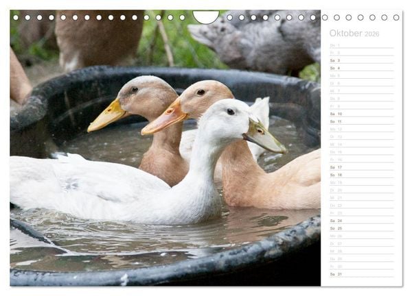 Produktbild: Laufenten - tierisch liebenswerte Zeitgenossen (Wandkalender 2026 DIN A4 quer), CALVENDO Monatskalender