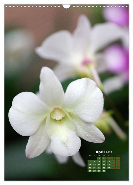 Produktbild: Traumhafte Orchideen (Wandkalender 2026 DIN A3 hoch), CALVENDO Monatskalender