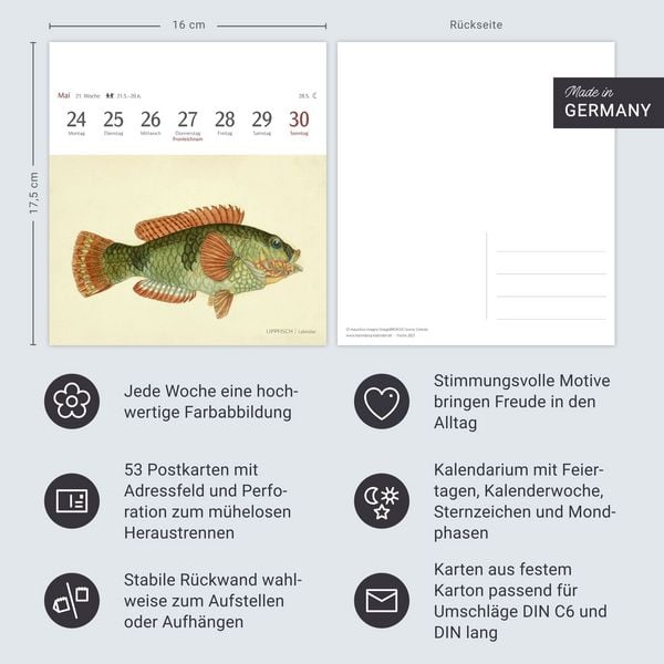Produktbild: Fische Postkartenkalender 2027 - Postkartenkalender mit 53 historischen Zeichnungen