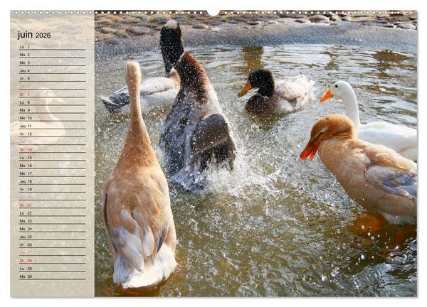 Produktbild: La vie paisible des canards (Calendrier mural 2026 DIN A2 vertical), CALVENDO calendrier mensuel
