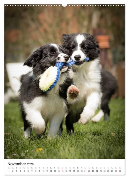 Produktbild: Border Collie Zuckerschnuten (Wandkalender 2026 DIN A2 hoch), CALVENDO Monatskalender