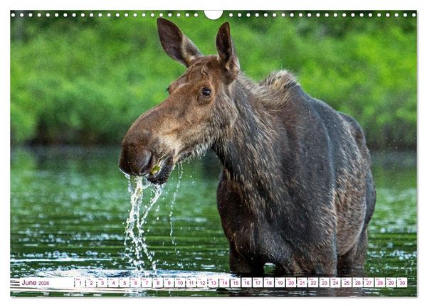 Produktbild: THE NORTHERN WOODLANDS MOOSE (Wall Calendar 2026 DIN A3 landscape), CALVENDO 12 Month Wall Calendar