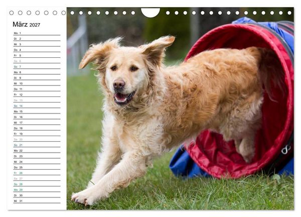 Produktbild: Agility - Sport und Spass (Wandkalender 2027 DIN A4 quer), CALVENDO Monatskalender