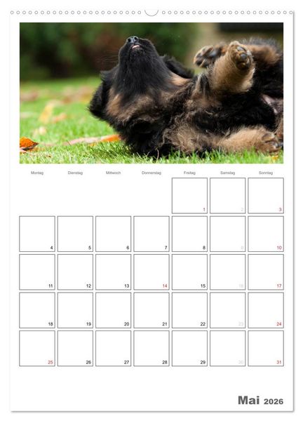 Produktbild: Deutscher Sch&auml;ferhund - Welpen, Planer (hochwertiger Premium Wandkalender 2026 DIN A2 hoch), Kunstdruck in Hochglanz