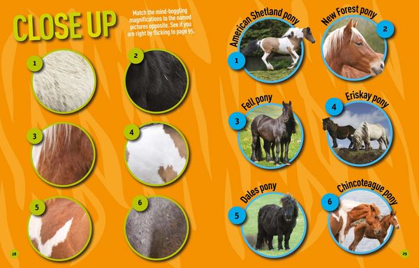 Produktbild: Ngk Puzzle Bk Horses & Ponies