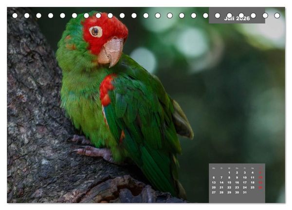 Produktbild: Papageien - Frech, sch&ouml;n und schlau (Tischkalender 2026 DIN A5 quer), CALVENDO Monatskalender