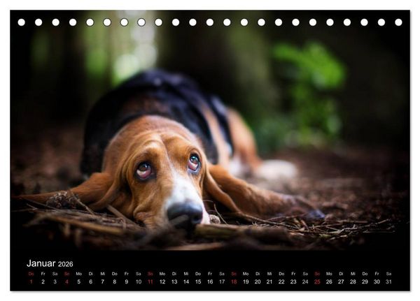 Produktbild: Der Basset, eine LANGE und besondere Liebe (Tischkalender 2026 DIN A5 quer), CALVENDO Monatskalender