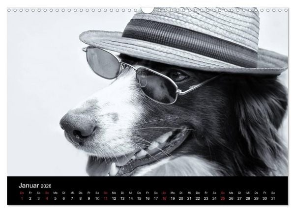 Produktbild: H&uuml;tehunde (Wandkalender 2026 DIN A3 quer), CALVENDO Monatskalender