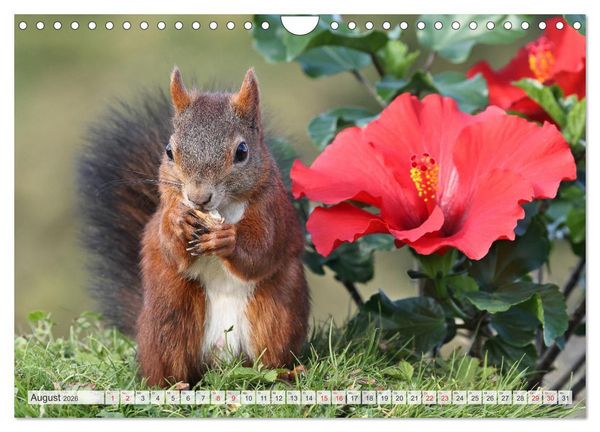 Produktbild: Besondere Augenblicke mit Eichh&ouml;rnchen (Wandkalender 2026 DIN A4 quer), CALVENDO Monatskalender