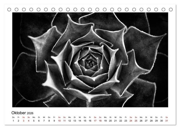 Produktbild: Die grafische Sch&ouml;nheit der Pflanzen &ndash; Schwarz-Wei&szlig; (Tischkalender 2026 DIN A5 quer), CALVENDO Monatskalender