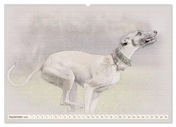Produktbild: Whippet 2026 (Wandkalender 2026 DIN A2 quer), CALVENDO Monatskalender