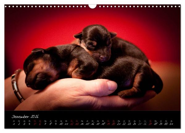 Produktbild: Australian Terrier Welpen (Wandkalender 2026 DIN A3 quer), CALVENDO Monatskalender