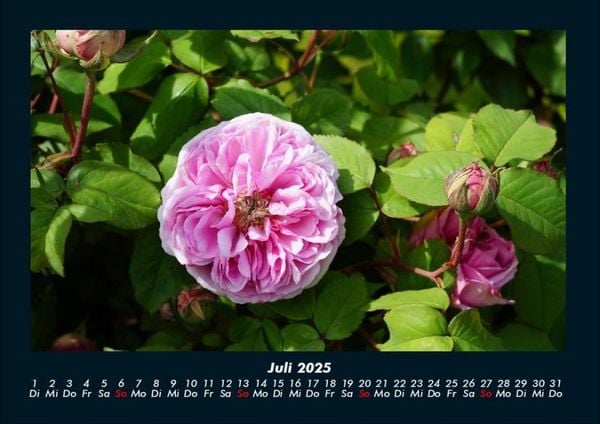 Produktbild: Blumenzauber 2025 Fotokalender DIN A4
