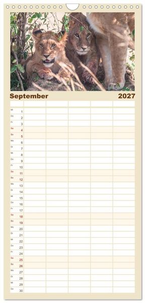 Produktbild: Familienplaner 2027 - L&ouml;wen - Raubkatzen Afrikas mit 5 Spalten (Wandkalender, 21 x 45 cm) CALVENDO