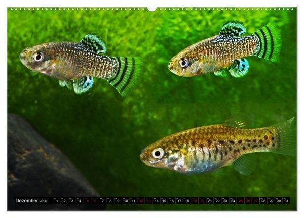 Produktbild: Outdoor-Aquaristik (hochwertiger Premium Wandkalender 2026 DIN A2 quer), Kunstdruck in Hochglanz