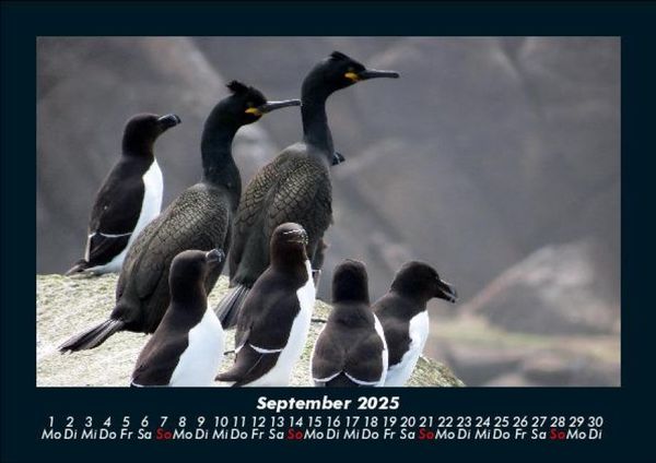 Produktbild: Der Tierkalender 2025 Fotokalender DIN A5