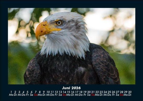 Produktbild: Tierkalender 2026 Fotokalender DIN A5