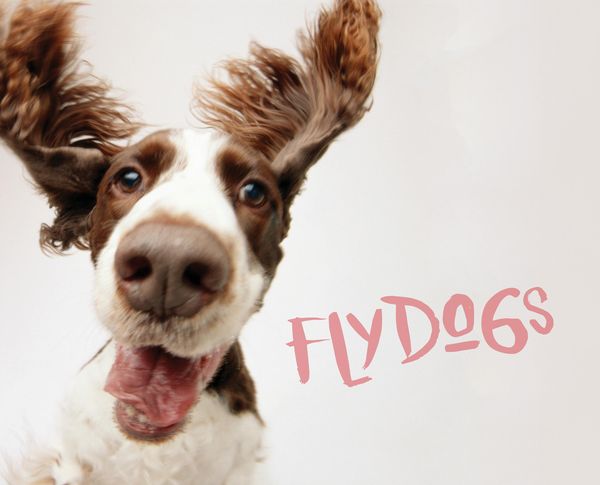 Produktbild: Flydogs