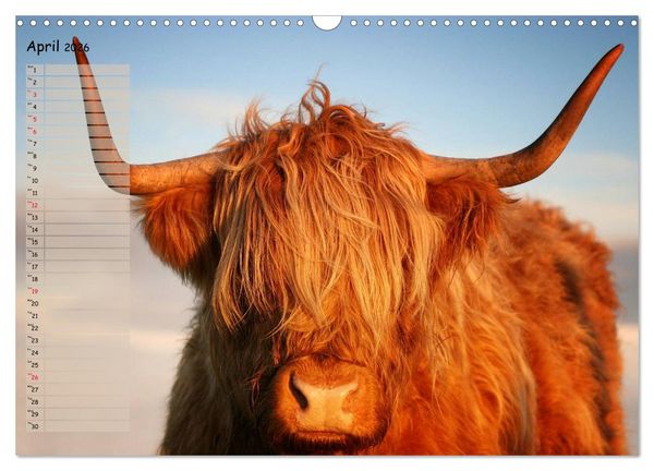 Produktbild: Highland Cattle - Native Breed of Scotland (Wall Calendar 2026 DIN A3 landscape), CALVENDO 12 Month Wall Calendar