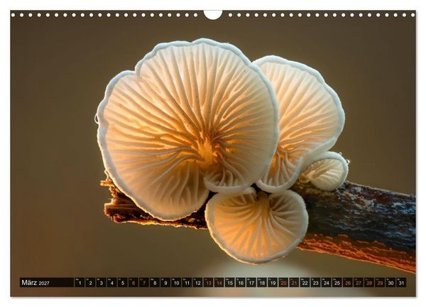 Produktbild: Kunstgalerie Wald - die verborgene Welt der Pilze (Wandkalender 2027 DIN A3 quer), CALVENDO Monatskalender