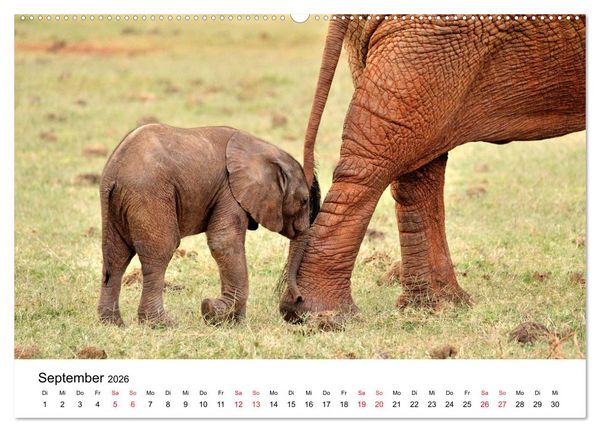 Produktbild: Elefanten Afrikas (Wandkalender 2026 DIN A2 quer), CALVENDO Monatskalender