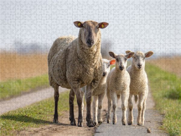 Produktbild: CALVENDO Puzzle &Uuml;berall sind jetzt die s&uuml;&szlig;en L&auml;mmer auf den Weiden | 1000 Teile Lege-Gr&ouml;&szlig;e 64x48cm Foto-Puzzle f&uuml;r gl&uuml;ckliche Stunden