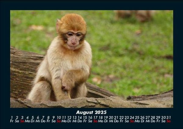 Produktbild: Der Tierkalender 2025 Fotokalender DIN A5