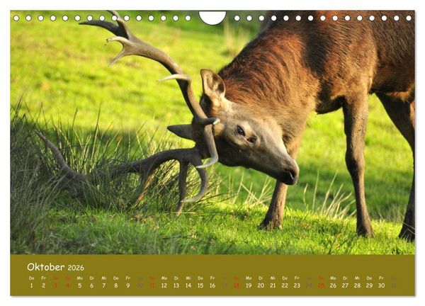 Produktbild: Begegnungen. DER HIRSCH (Wandkalender 2026 DIN A4 quer), CALVENDO Monatskalender