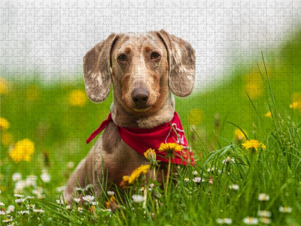 Produktbild: CALVENDO Puzzle Auf der Fr&uuml;hlingswiese | 1000 Teile Lege-Gr&ouml;&szlig;e 64x48cm Foto-Puzzle f&uuml;r gl&uuml;ckliche Stunden