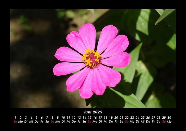 Produktbild: Blumentr&auml;ume 2025 Fotokalender DIN A3