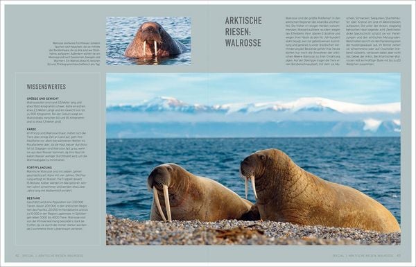 Produktbild: Bildb&auml;nde/illustrierte B&uuml;cher Gigantisch