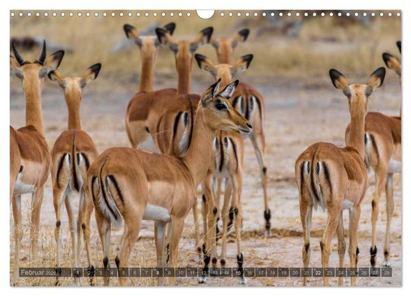 Produktbild: S&uuml;dafrika - Die Tierwelt (Wandkalender 2026 DIN A3 quer), CALVENDO Monatskalender