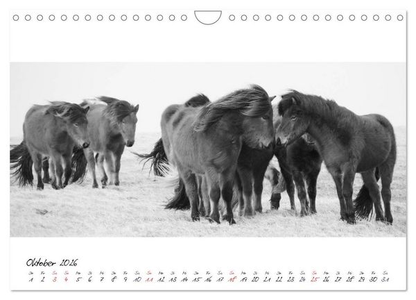 Produktbild: Islandpferde von Brimilsvellir (Wandkalender 2026 DIN A4 quer), CALVENDO Monatskalender