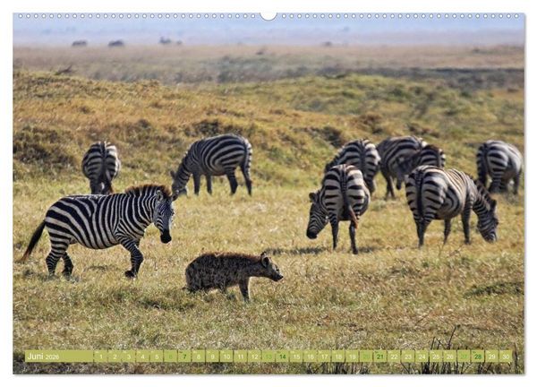 Produktbild: Afrikas Tierwelt: Zebras (hochwertiger Premium Wandkalender 2026 DIN A2 quer), Kunstdruck in Hochglanz