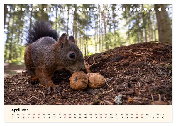 Produktbild: Oachkatzl (Tischkalender 2026 DIN A5 quer), CALVENDO Monatskalender