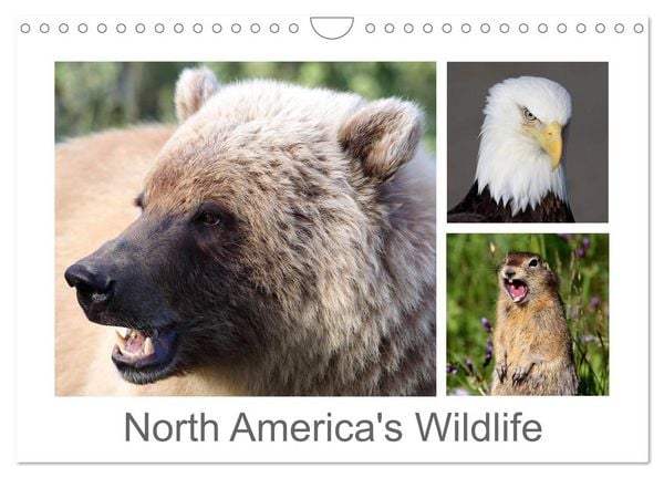 Produktbild: North America's Wildlife (Wall Calendar 2026 DIN A4 landscape), CALVENDO 12 Month Wall Calendar