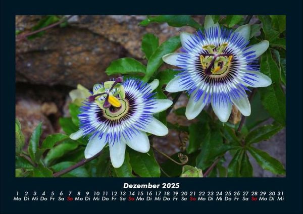 Produktbild: Blumentr&auml;ume 2025 Fotokalender DIN A4