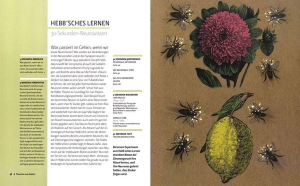 Produktbild: Das Gehirn in 30 Sekunden