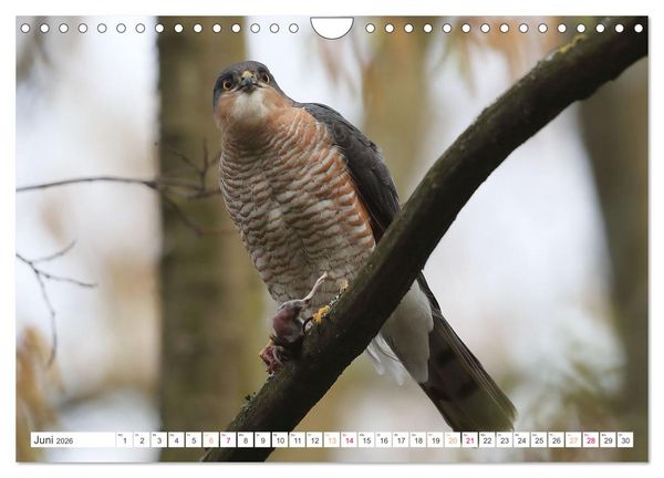 Produktbild: Sperber - Kleiner Vogel Greif (Wandkalender 2026 DIN A4 quer), CALVENDO Monatskalender