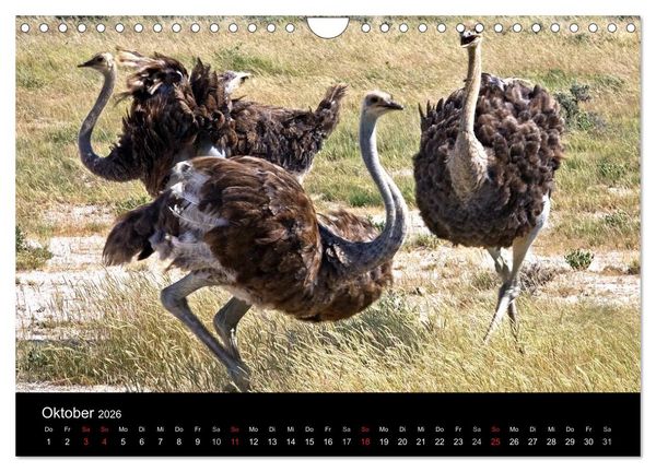 Produktbild: Namibias Tiere: von gro&szlig; bis klein (Wandkalender 2026 DIN A4 quer), CALVENDO Monatskalender