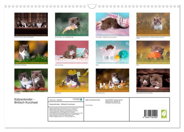 Produktbild: Katzenkinder - Britisch Kurzhaar (Wandkalender 2026 DIN A3 quer), CALVENDO Monatskalender