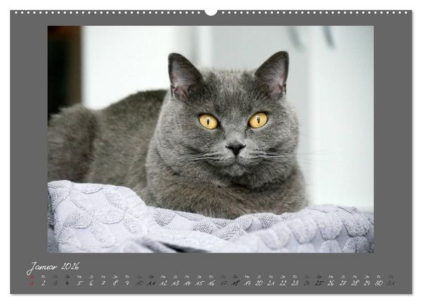 Produktbild: GRAUE ENGEL Britischkurzhaar-Katzen (Wandkalender 2026 DIN A2 quer), CALVENDO Monatskalender
