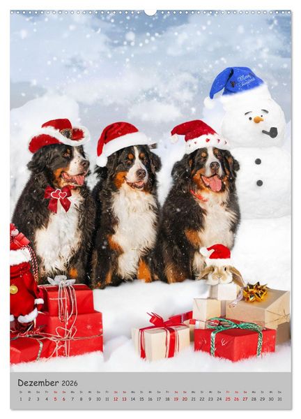 Produktbild: Berner Sennenhund - Ein Hund f&uuml;r alle F&auml;lle (Wandkalender 2026 DIN A2 hoch), CALVENDO Monatskalender