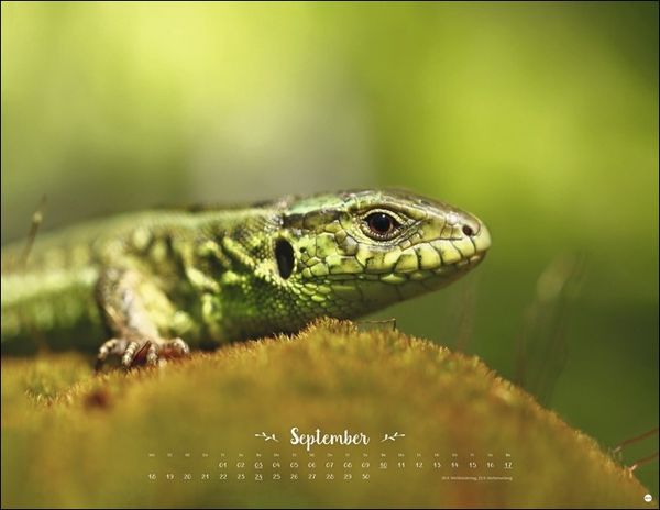 Trunov Märchenhaftes Waldleben Posterkalender. Naturkalender 2023 gestaltet vom russischen Naturfotografen Vadim Trunov. Fotokalender 2023 im Querfor