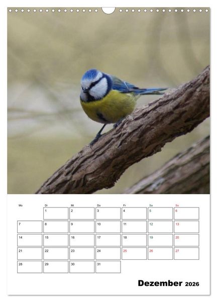 Produktbild: Heimische Singv&ouml;gel (Wandkalender 2026 DIN A3 hoch), CALVENDO Monatskalender