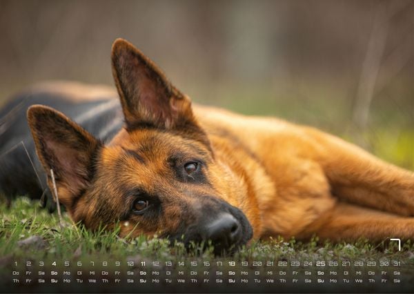 Produktbild: Wuff - Unsere Vierbeiner - Der Hundekalender - 2027 - Kalender DIN A3