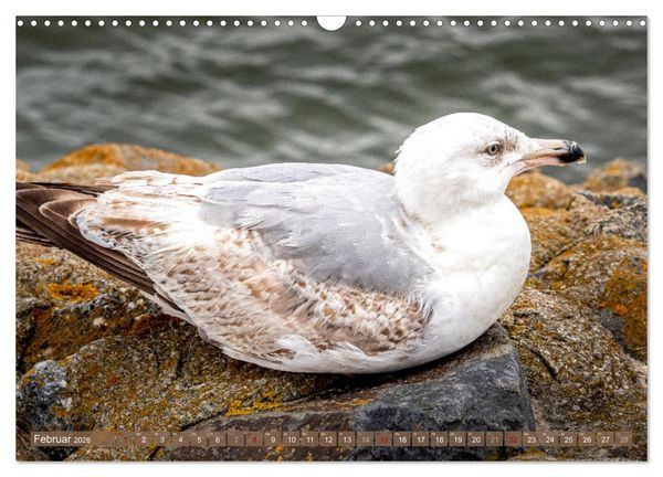 Produktbild: INSELLIEBE NORDERNEY (Wandkalender 2026 DIN A3 quer), CALVENDO Monatskalender