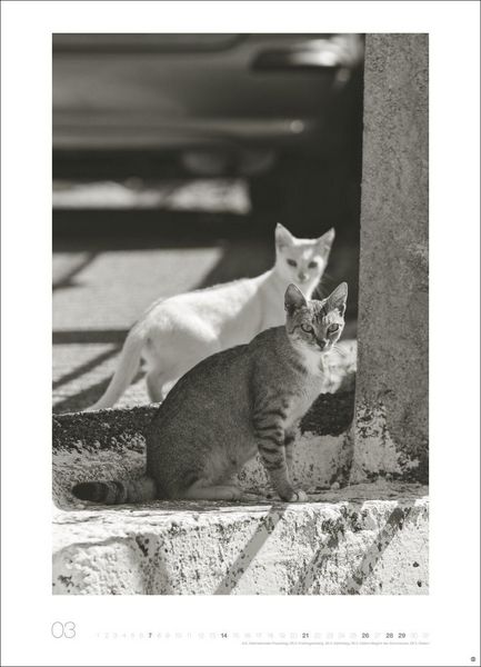 Produktbild: Cats Edition Kalender 2027