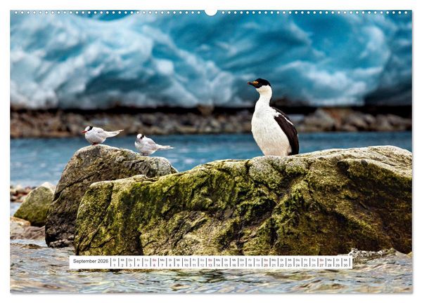Produktbild: Expedition Antarktis (hochwertiger Premium Wandkalender 2026 DIN A2 quer), Kunstdruck in Hochglanz