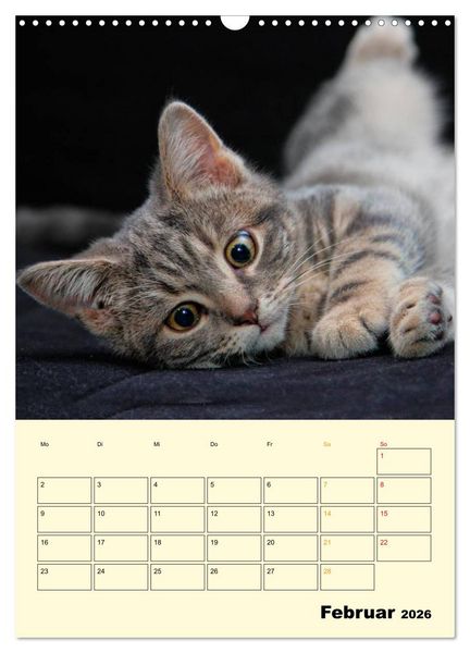 Produktbild: K&auml;tzchen - Theater (Wandkalender 2026 DIN A3 hoch), CALVENDO Monatskalender